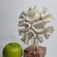 Old white coral "méandrine" on marble base, 25 cm