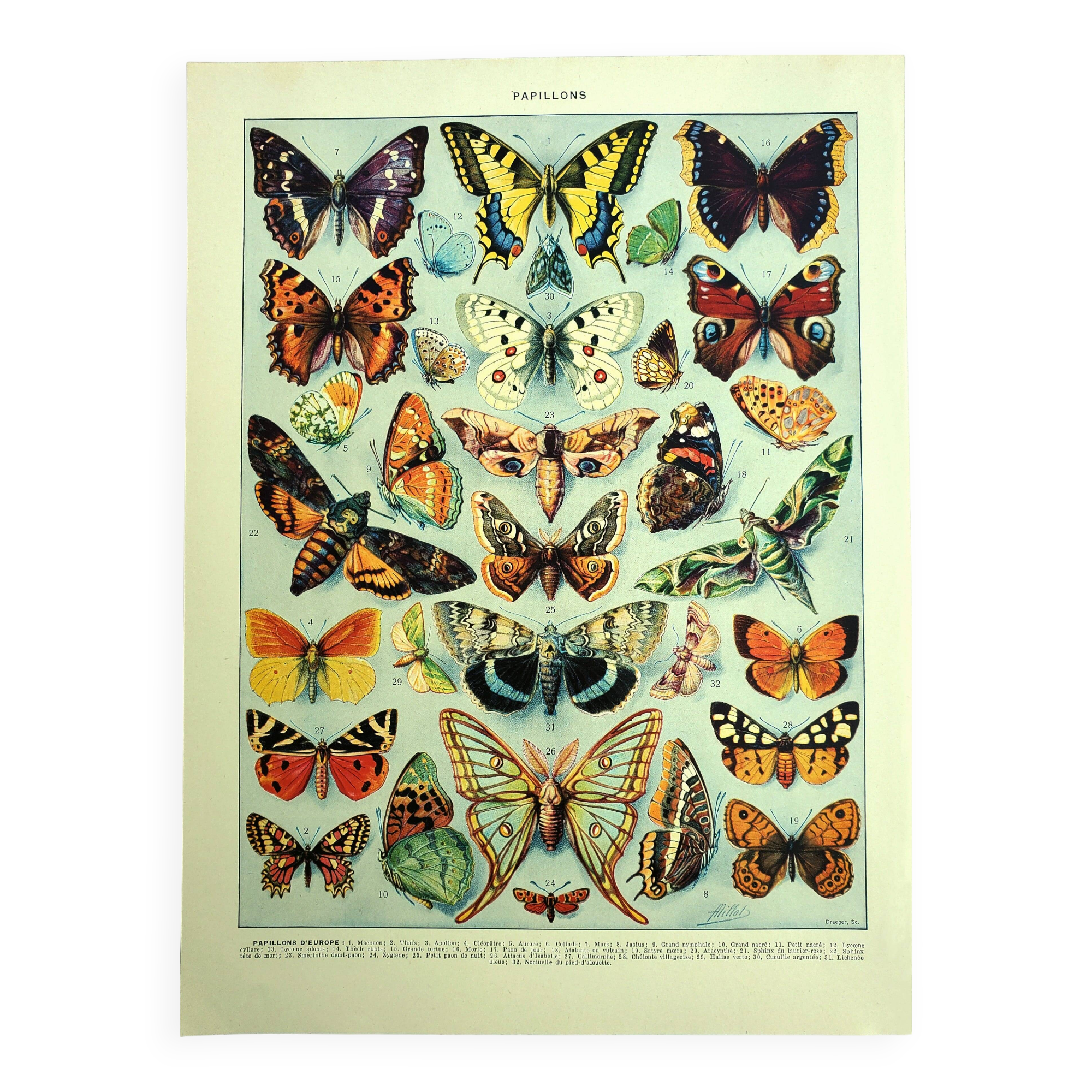 Antique lithograph 1928 A. Millot - Butterflies of Europe