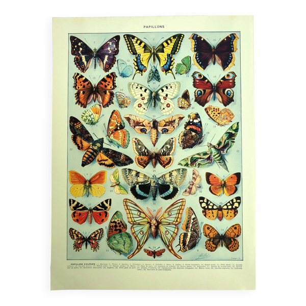 Lithographie ancienne 1928 A. Millot - Papillons d'europe — Beyit