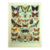 Lithographie ancienne 1928 A. Millot - Papillons d'europe