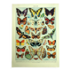 Antique lithograph 1928 A. Millot - Butterflies of Europe