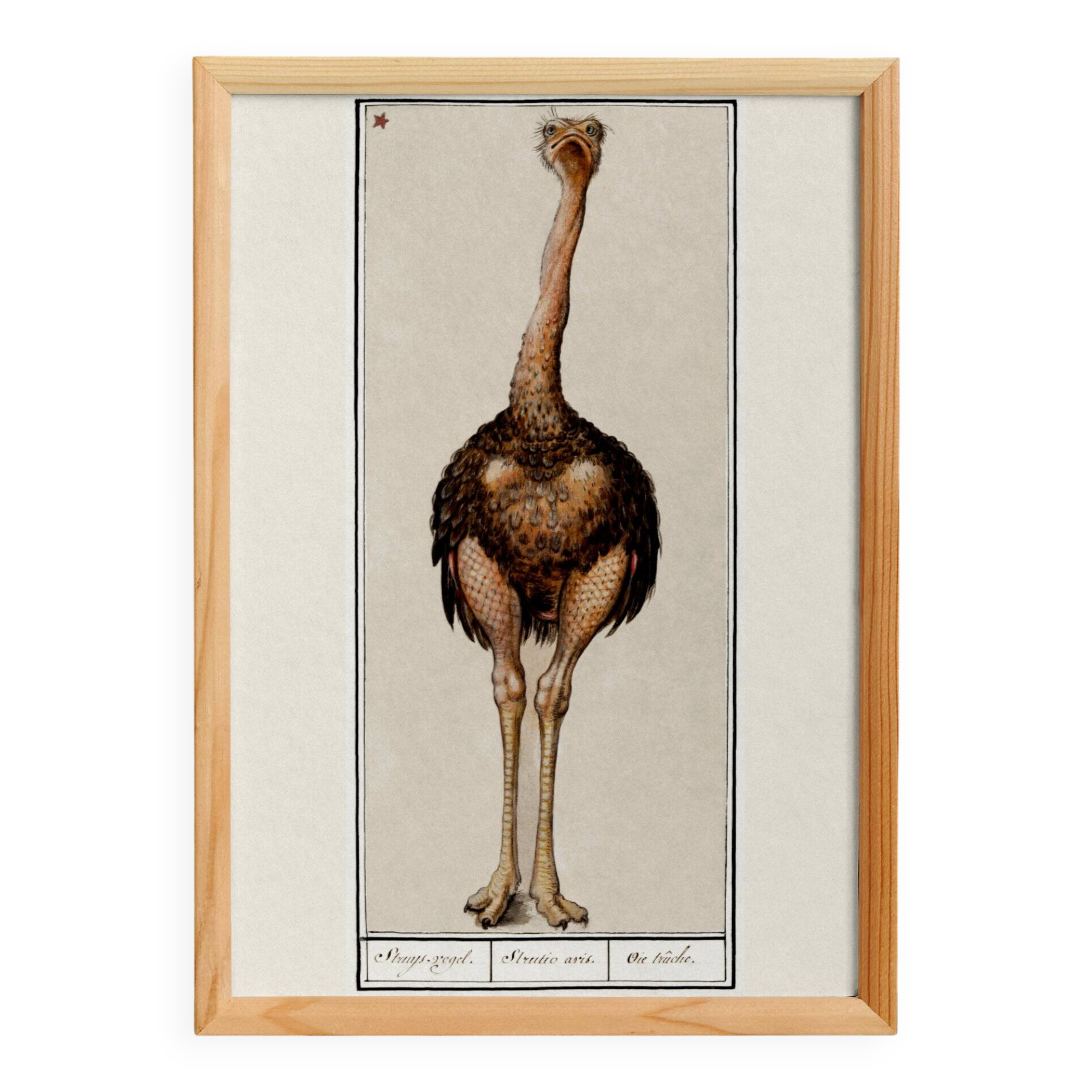 Small poster about the ostrich, after an old engraving from 1610.