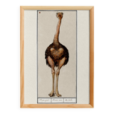 Small poster about the ostrich, after an old engraving from 1610.