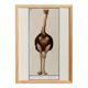 Small poster about the ostrich, after an old engraving from 1610.