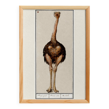 Small poster about the ostrich, after an old engraving from 1610.