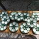 Shellfish plates in green slips