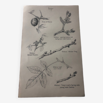 Botanical poster Walnut