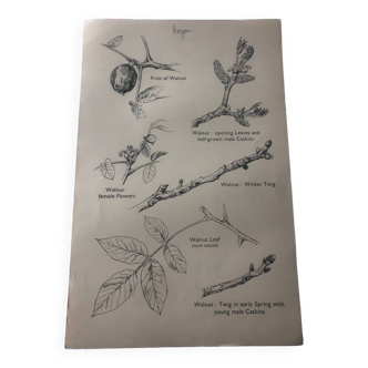 Botanical poster Walnut