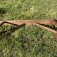 Wooden schoolboy bench