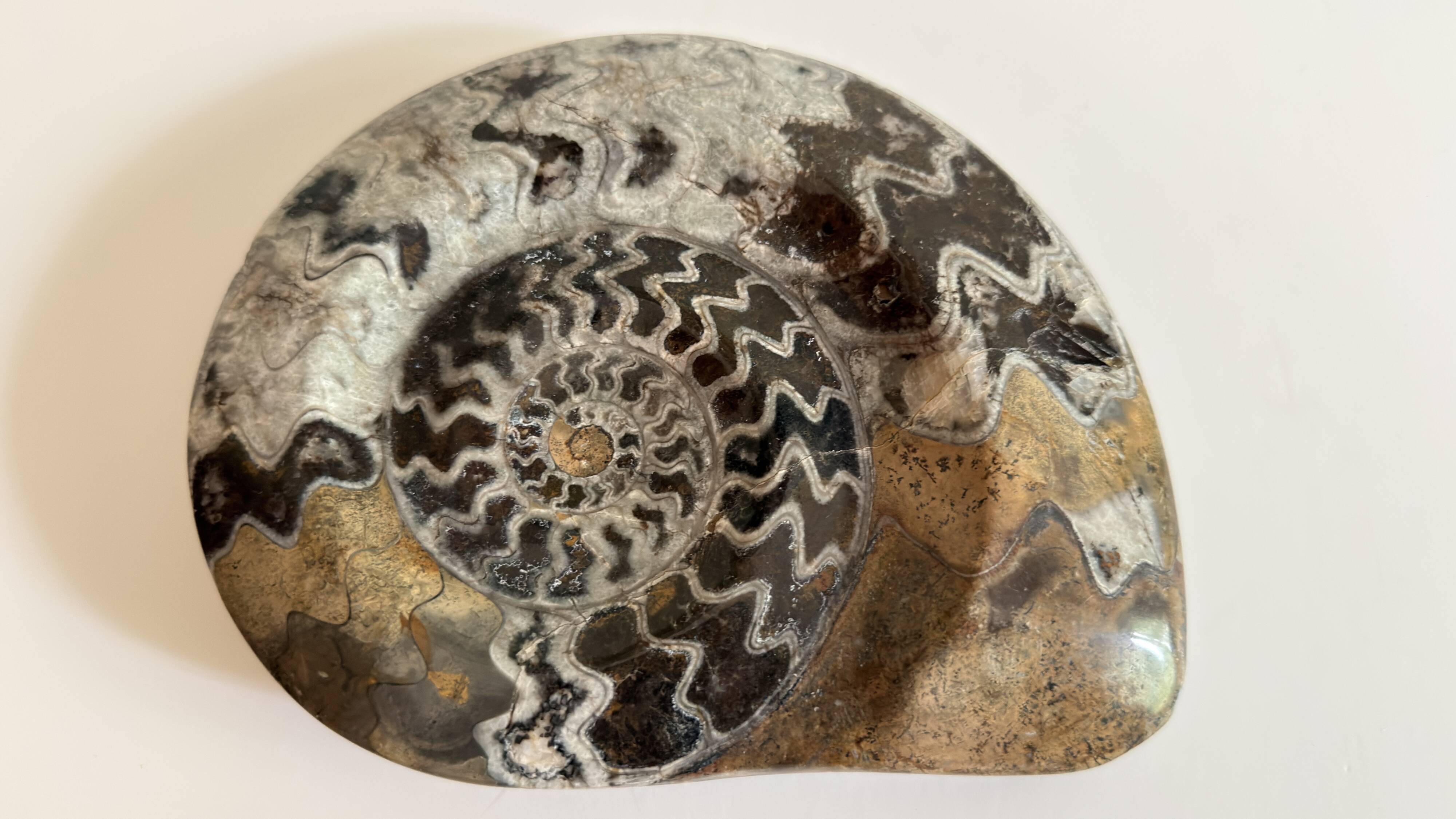 Fossile Goniatite (Maroc). Dimensions 18x15 cm
