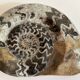 Fossile Goniatite (Maroc). Dimensions 18x15 cm