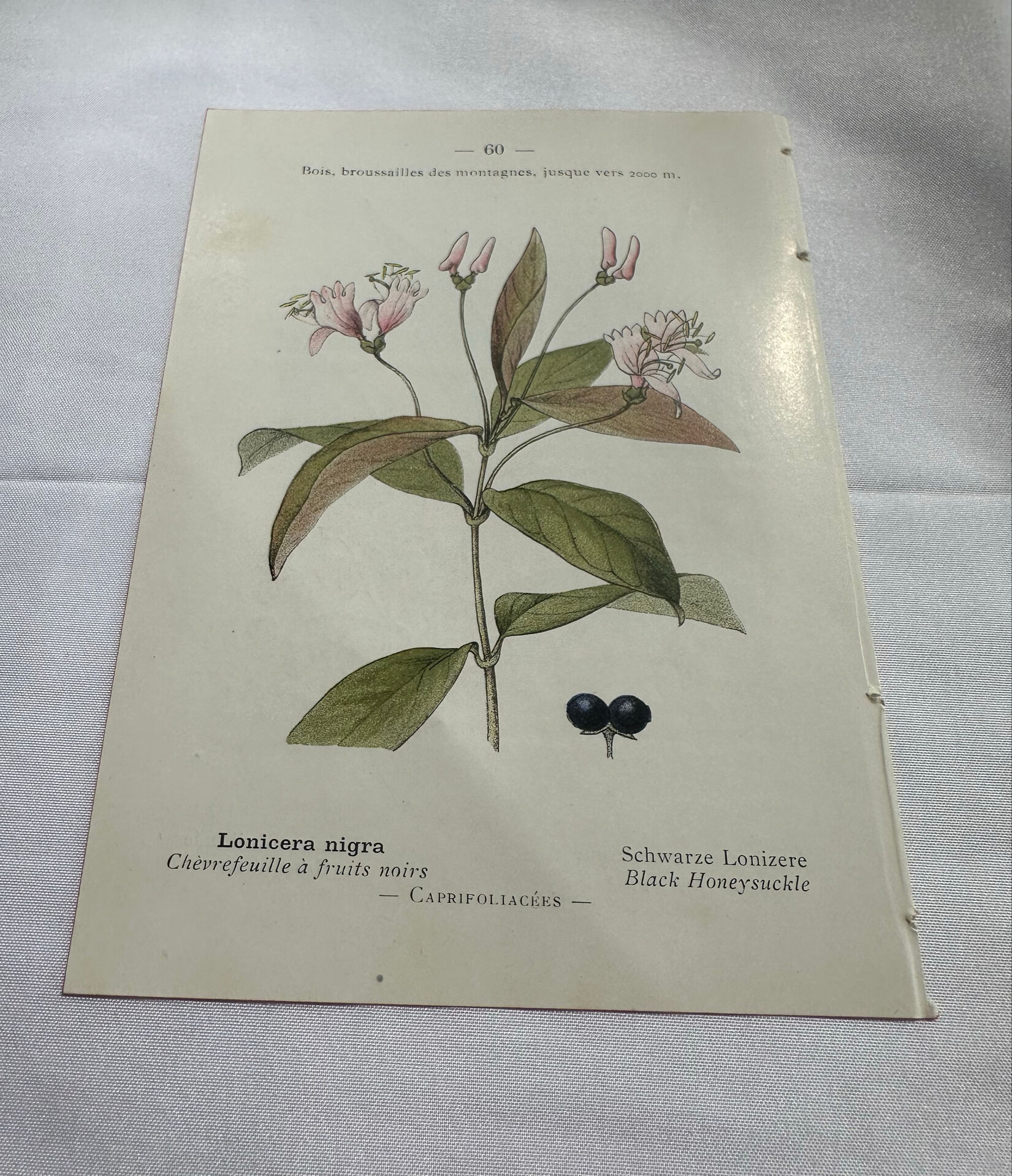 Vintage botanical plate double-sided French flower plant
