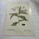 Vintage botanical plate double-sided French flower plant