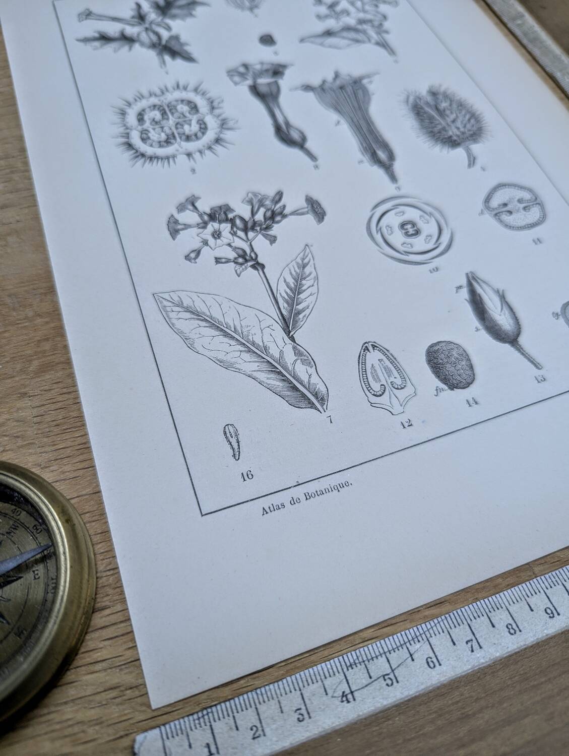 Printed in 1889, the nightshades (Solanaceae). Old botanical plate.