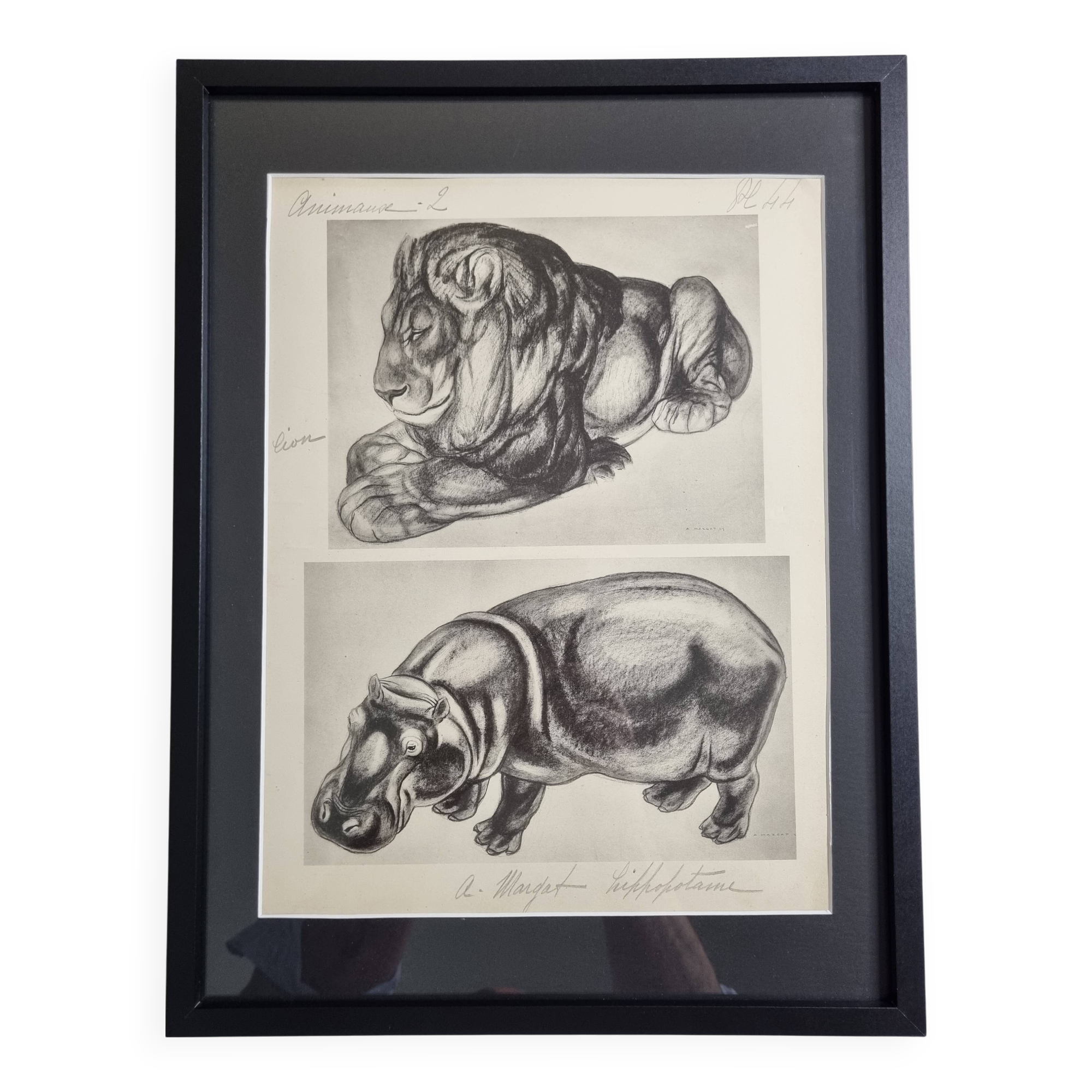 Illustrated plate, Studies of a lion and a hippopotamus, signed A. Margat, 1930