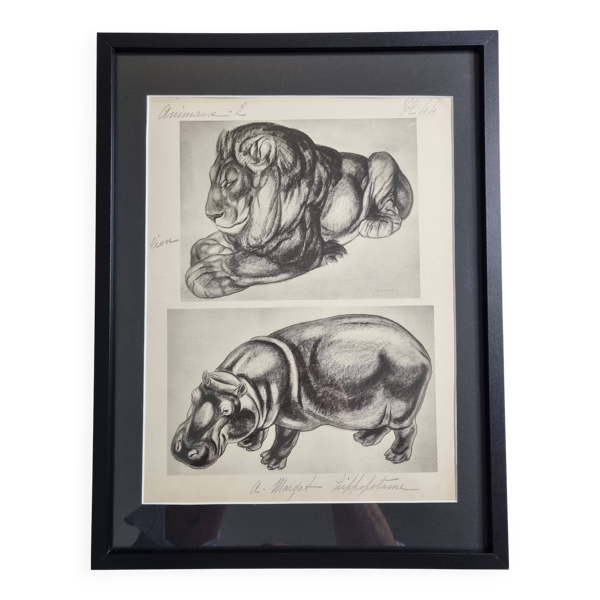 Planche illustrée, Études de lion et d’hippopotame, signée A. Margat, 1930