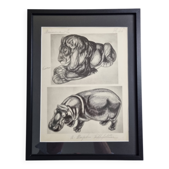 Planche illustrée, Études de lion et d’hippopotame, signée A. Margat, 1930