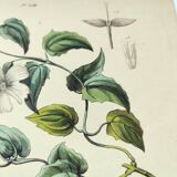 Old engraving from 1838 -Tasmanian Tiger- Hand-colored plate of animal and plant
