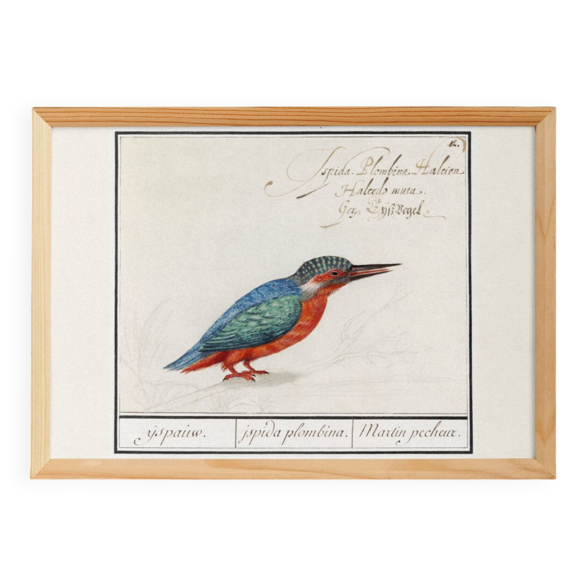 Small poster on the Kingfisher, after an old engraving from 1610.
