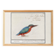 Small poster on the Kingfisher, after an old engraving from 1610.