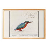 Small poster on the Kingfisher, after an old engraving from 1610.