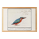 Small poster on the Kingfisher, after an old engraving from 1610.
