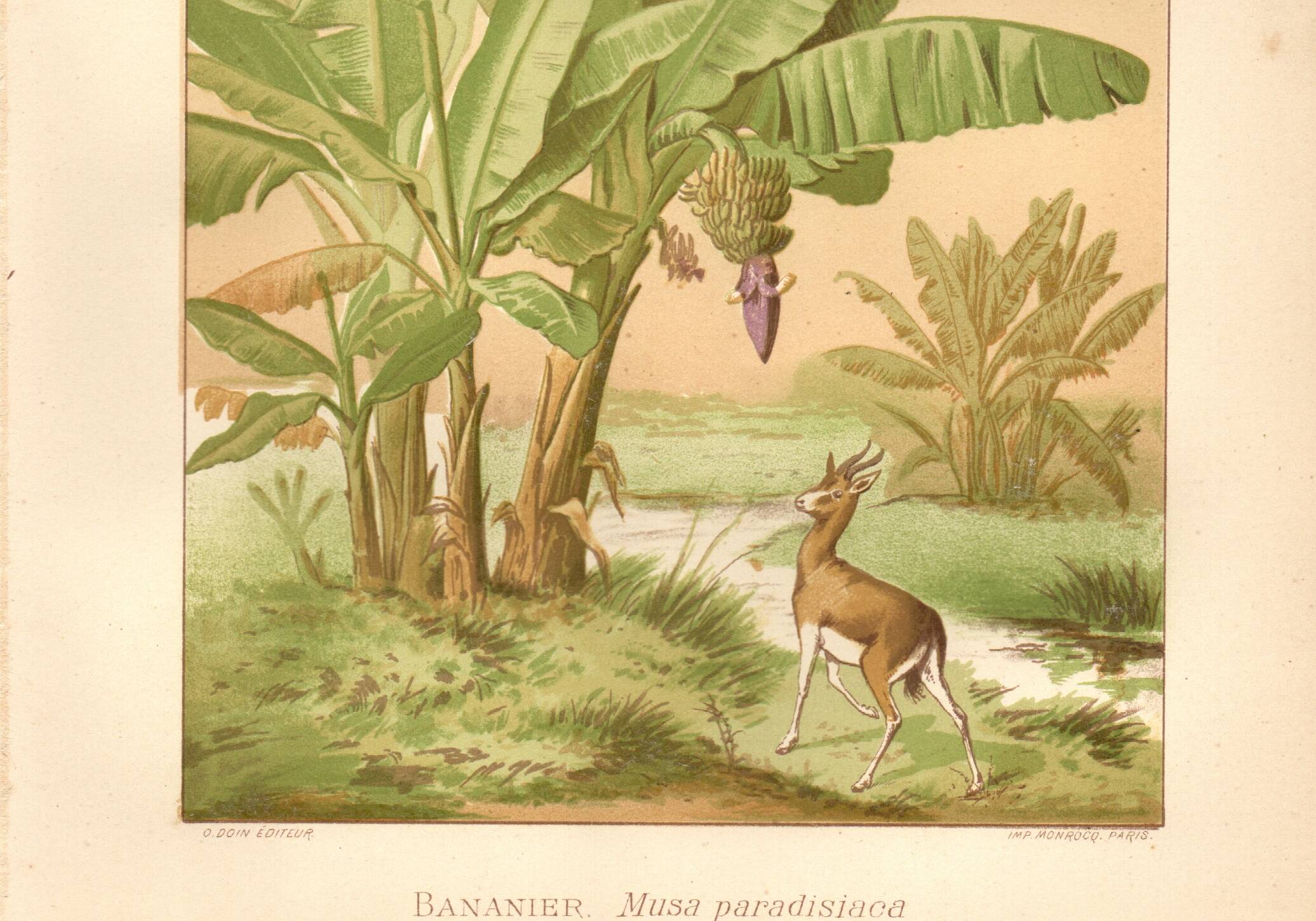 Antique engraving from 1889 - Banana tree - Vintage botanical lithograph
