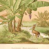 Antique engraving from 1889 - Banana tree - Vintage botanical lithograph