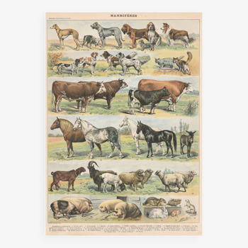 Planche ancienne sur les mammifères, 1897