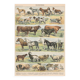 Planche ancienne sur les mammifères, 1897