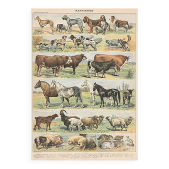 Planche ancienne sur les mammifères, 1897