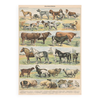 Old plate on mammals, 1897