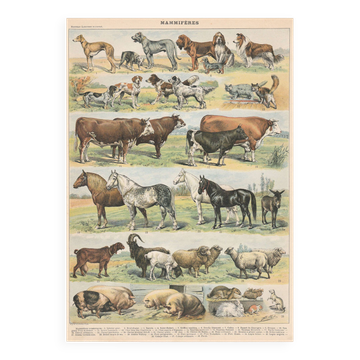 Old plate on mammals, 1897