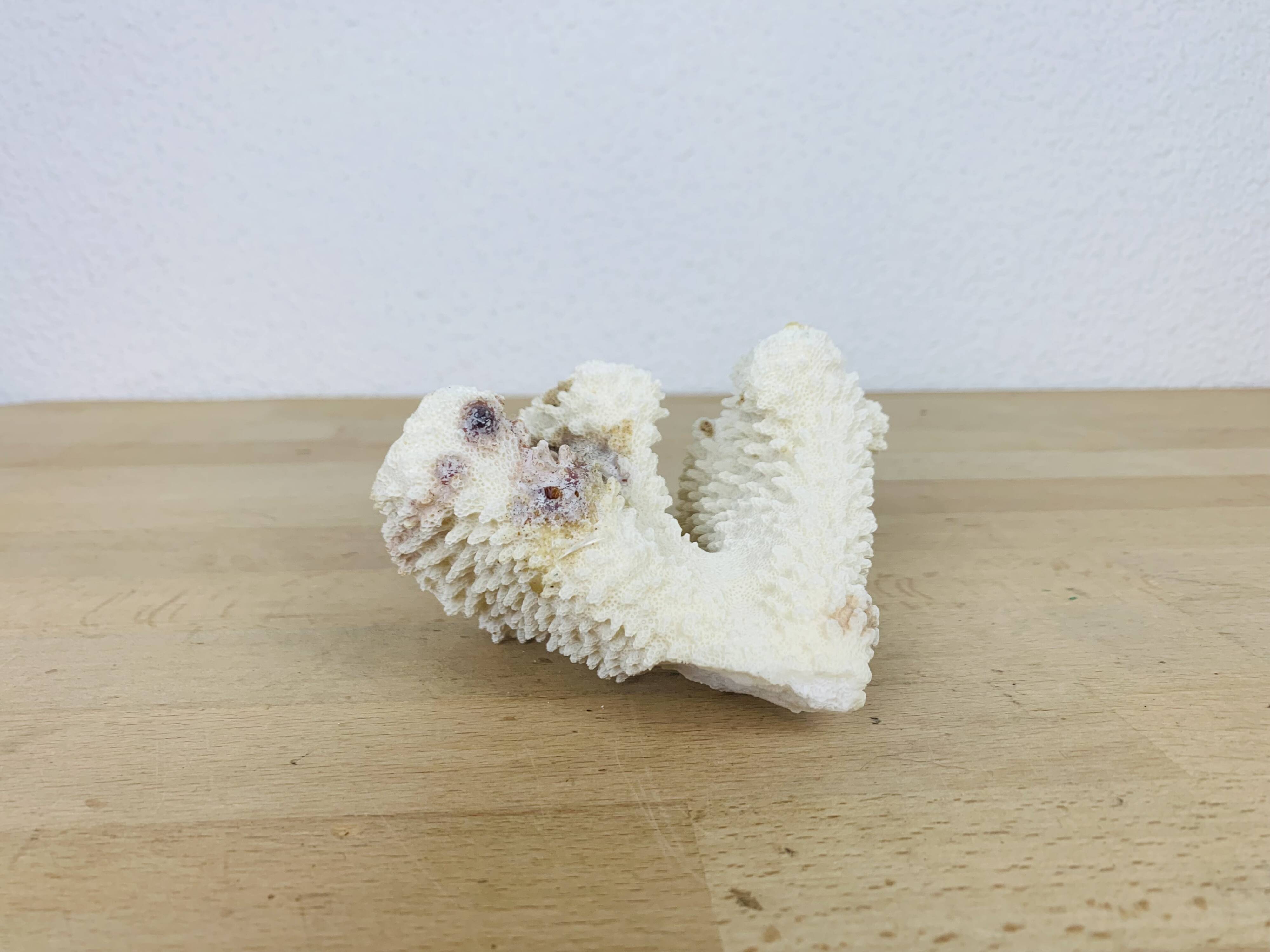 3 old white corals, coral