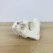 3 old white corals, coral