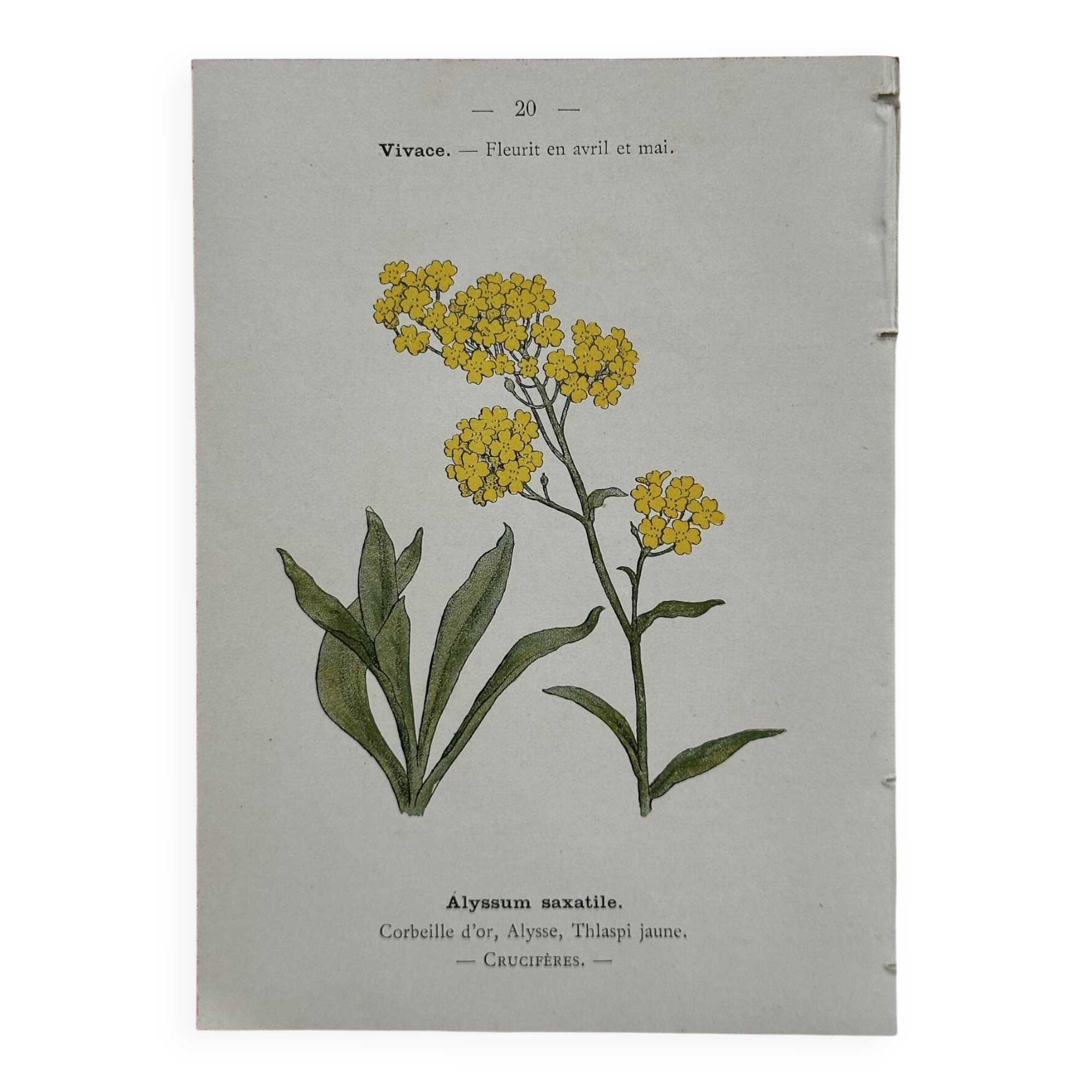 Botanical Plate 1800 Old Naturalist Engraving 19th Century Double-Sided