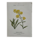 Botanical Plate 1800 Old Naturalist Engraving 19th Century Double-Sided