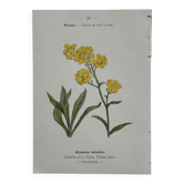 Botanical Plate 1800 Old Naturalist Engraving 19th Century Double-Sided