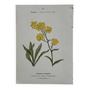 Botanical Plate 1800 Old Naturalist Engraving 19th Century Double-Sided