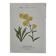 Botanical Plate 1800 Old Naturalist Engraving 19th Century Double-Sided