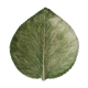 Dish leaf in dabbling