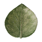 Dish leaf in dabbling