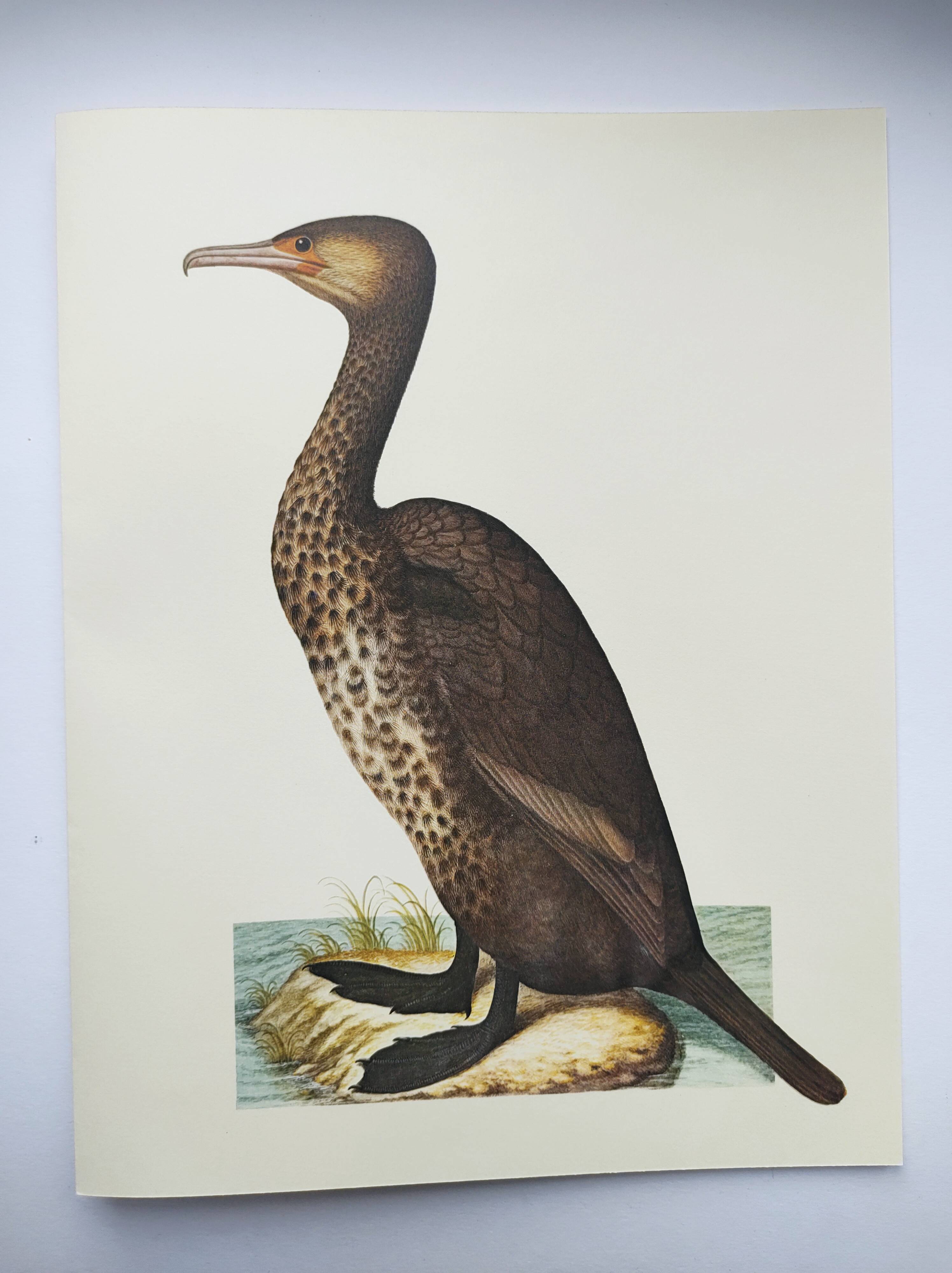 Old board -Great Cormorant- Vintage zoological and ornithological illustration - Bird