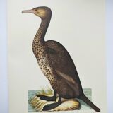 Old board -Great Cormorant- Vintage zoological and ornithological illustration - Bird