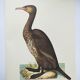 Planche ancienne -Grand Cormoran- Illustration zoologique et ornithologique vintage - Oiseau