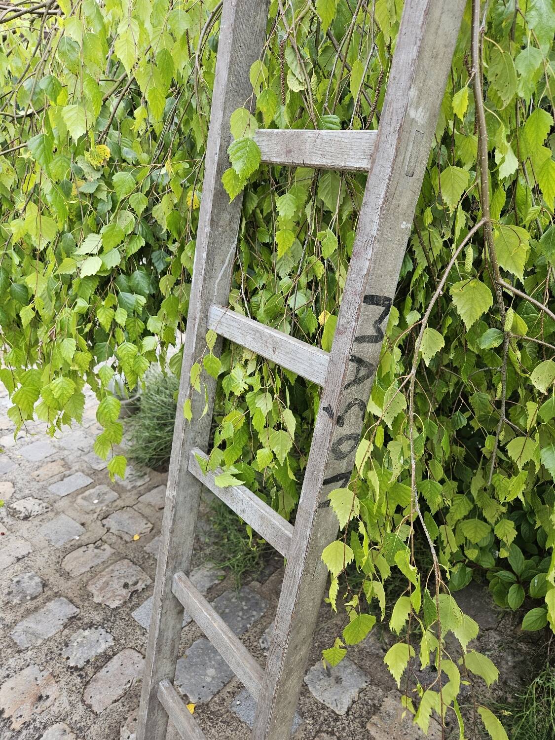 Wooden ladder