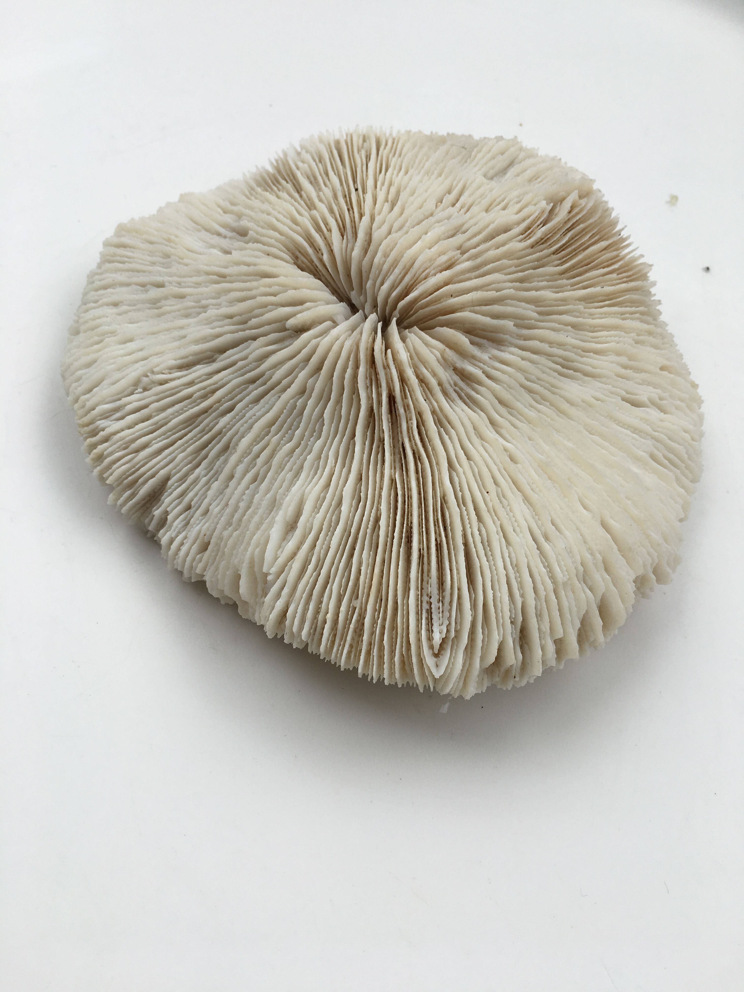 Great coral Fungia