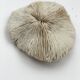 Great coral Fungia
