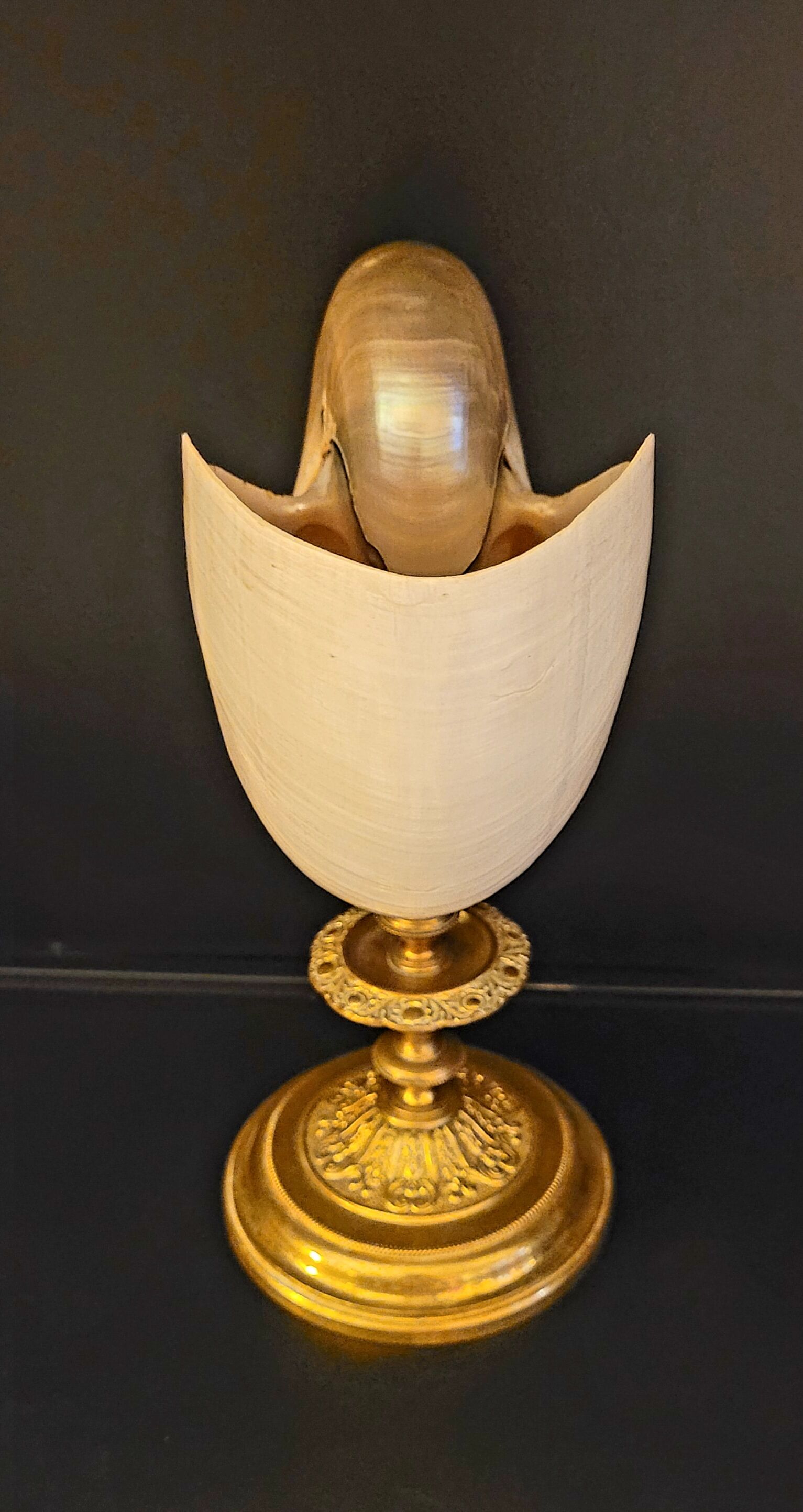 Cabinet of curiosities Nautile mother-of-pearl shell old collection