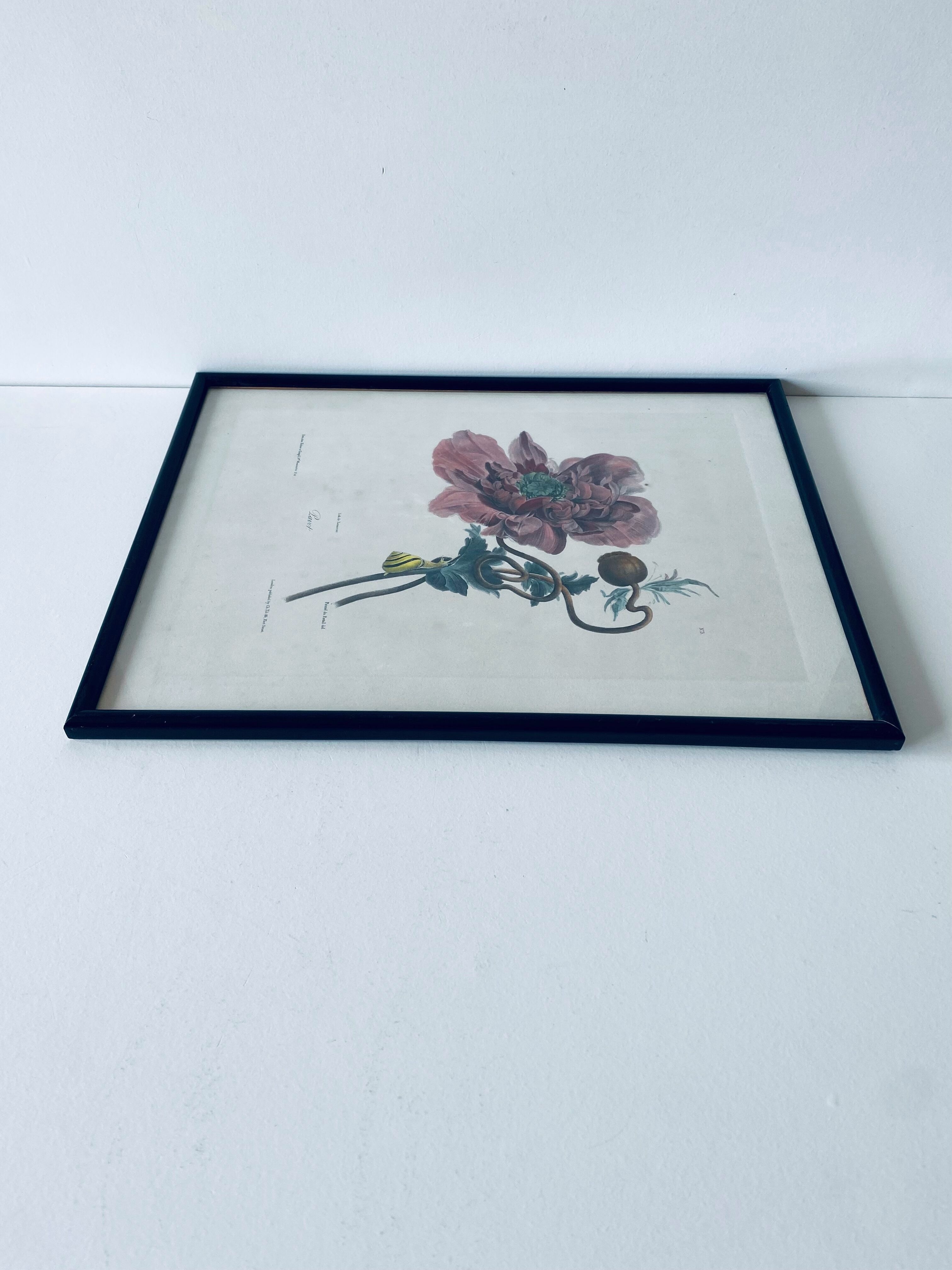 Ancient lithograph framed flower and snail